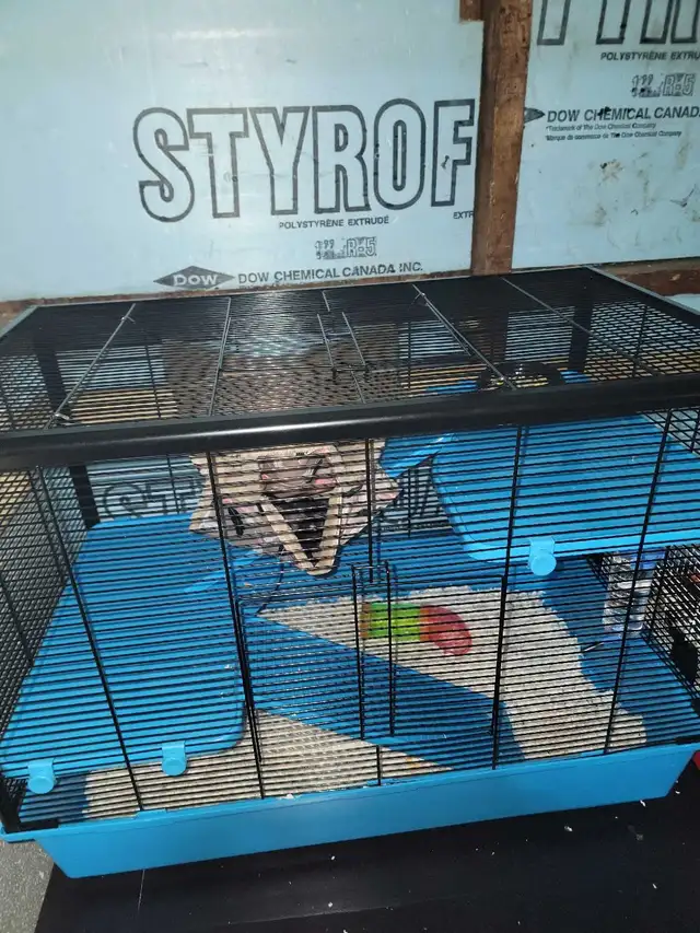 rat domestique (nourriture serpent) in Small Animals for Rehoming in City of Montréal - Image 10