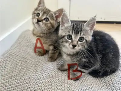 CUTE KITTENS UP FOR ADOPTION!, View more