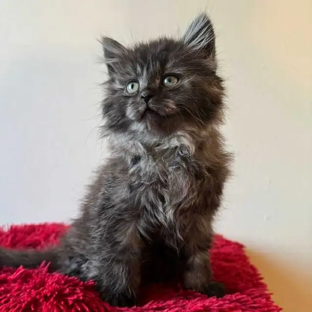 Vaccinated Siberian kitten