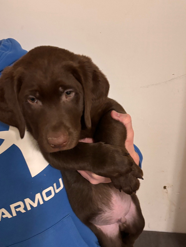 $500  * Purebred Lab Puppies in Dogs & Puppies for Rehoming in St. Albert - Image 2