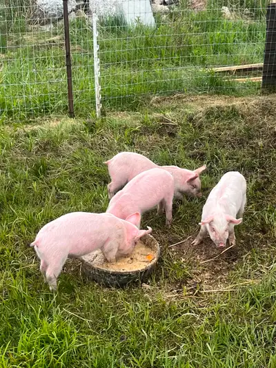 Piglet s, View more