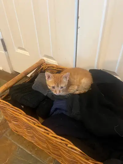 Orange Tabby Kitten, View more