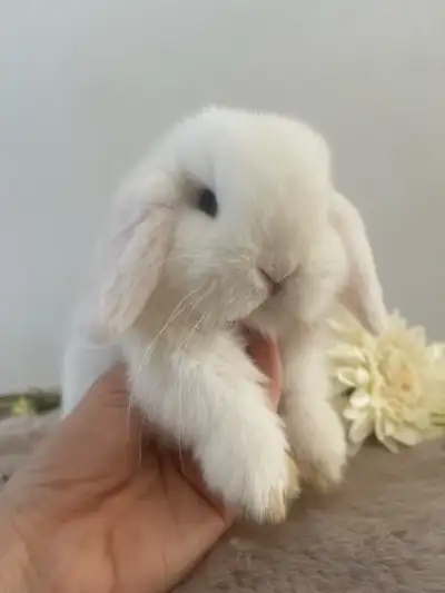 bébé lapin disponible - très affectueux bélier hollandais nain, View more