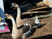 BROWN Chinese Geese