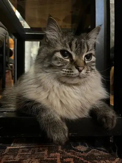 free cat for adoption, View more