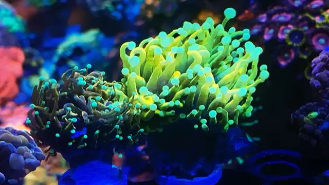 Ultra Banana Torch in Fish for Rehoming in Markham / York Region - Image 3