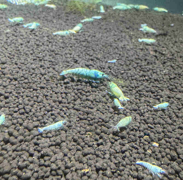 Blue bolt shrimp in Fish for Rehoming in Oshawa / Durham Region