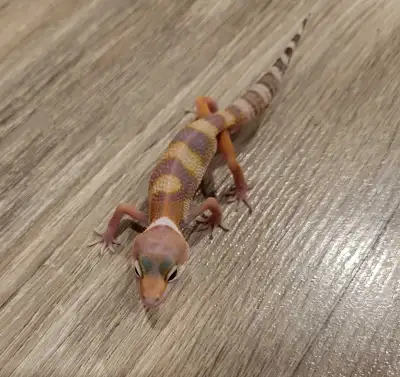 Bell Albino x Sunglow leopard gecko Great beginner reptile Easy to care for Great for kids or any ne...