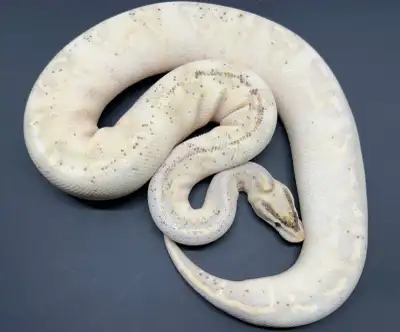 Female Pastel HRA Highway looking to fly! eating well on F/T, will make a great pet or future breede...