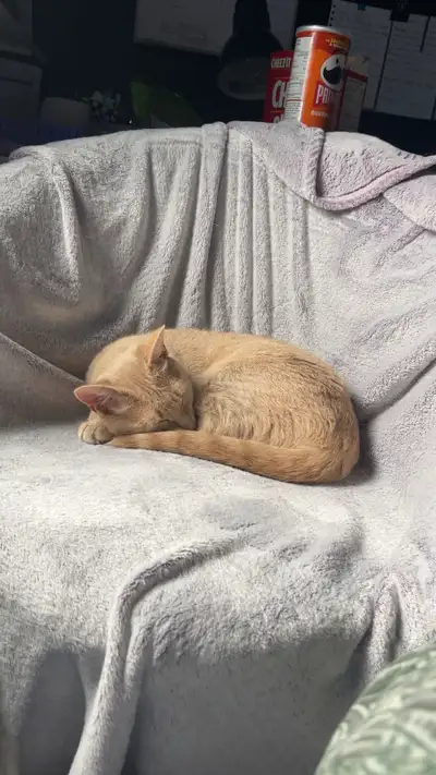 Je dois malheureusement trouver un nouveau foyer pour ma chatte, elle est très affectueuse, elle ado...