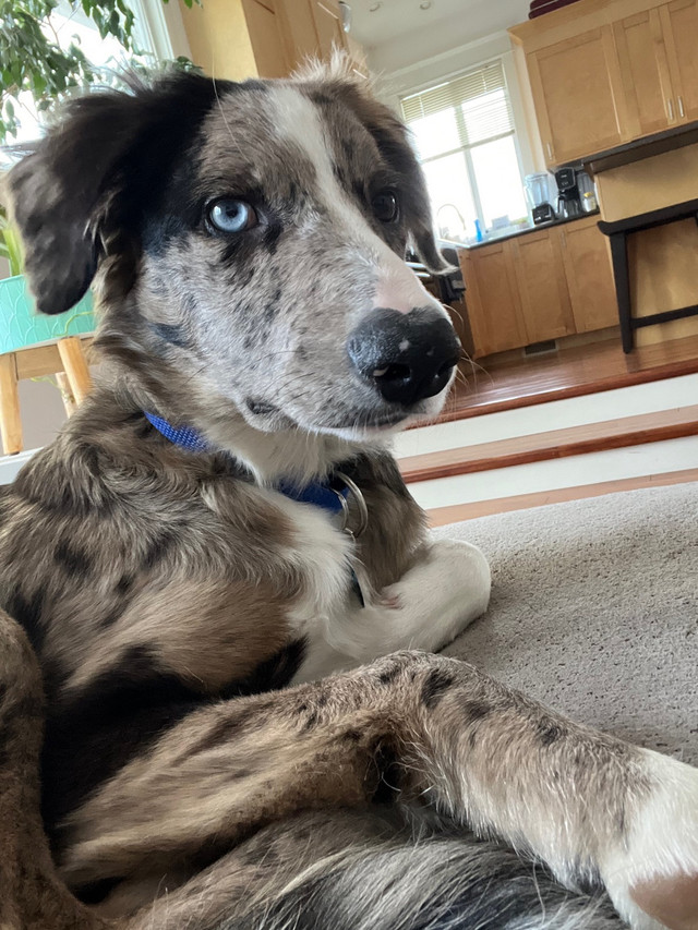 Free to a farm 7 month Border Collie in Dogs & Puppies for Rehoming in Kamloops