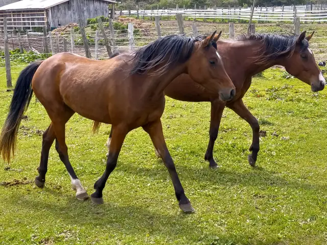 Athletic 5yo Crabbet Arabian filly for sale in Horses & Ponies for Rehoming in Owen Sound - Image 5