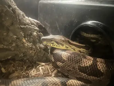 Adult male Dumerils boa , View more