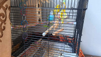 2 Budgies for sale with cage.