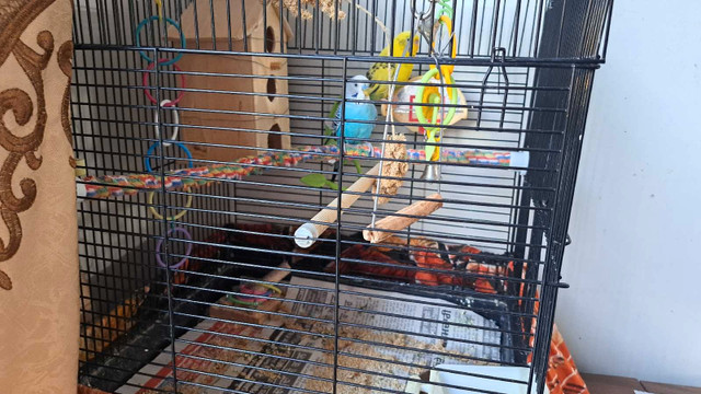 2 Budgies for sale with cage. in Birds for Rehoming in Mississauga / Peel Region