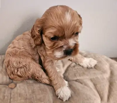 Canadian Cocker Spaniel Purebreed Puppies for RESERVATION!!!!!, View more