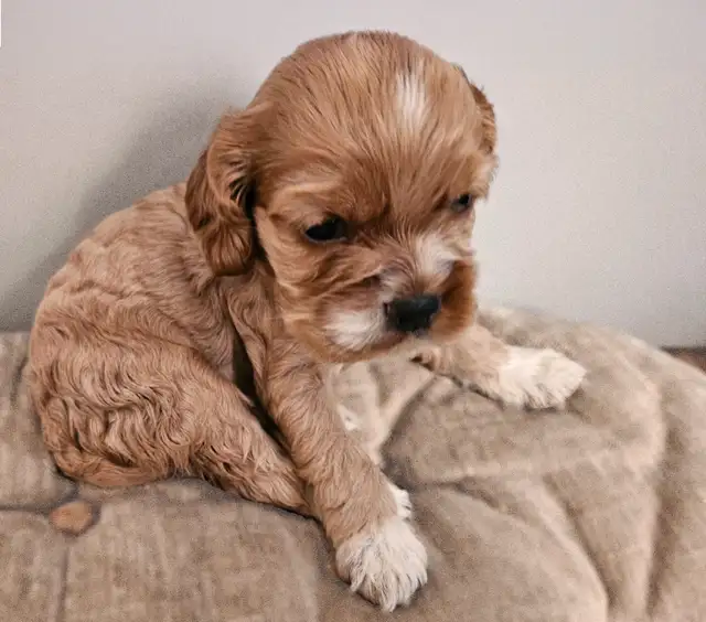Canadian Cocker Spaniel Purebreed Puppies for RESERVATION!!!!! in Dogs & Puppies for Rehoming in St. Catharines - Image 2