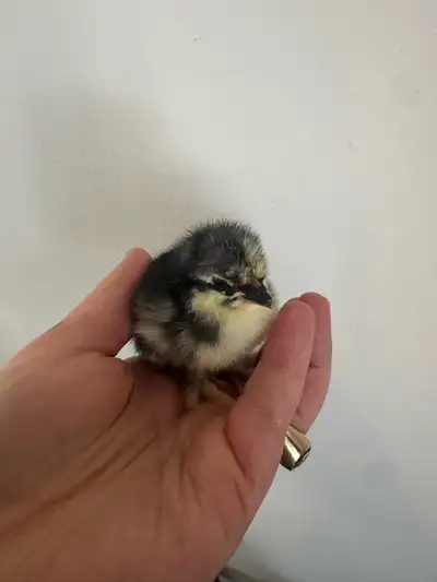 BBS mottled bantam Cochin chicks, View more