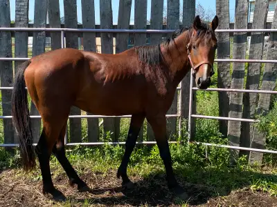 Coming 5yo Irish Sport Horse Colt , View more