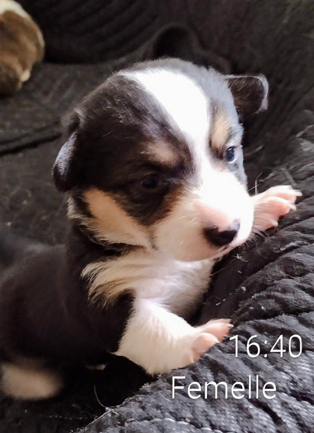 5 magnifique chiot Corgi pure race. Naissance 18 Mai 2025 dans Chiens et chiots à adopter  à Laval/Rive Nord - Image 4