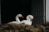 Now available Embden goslings