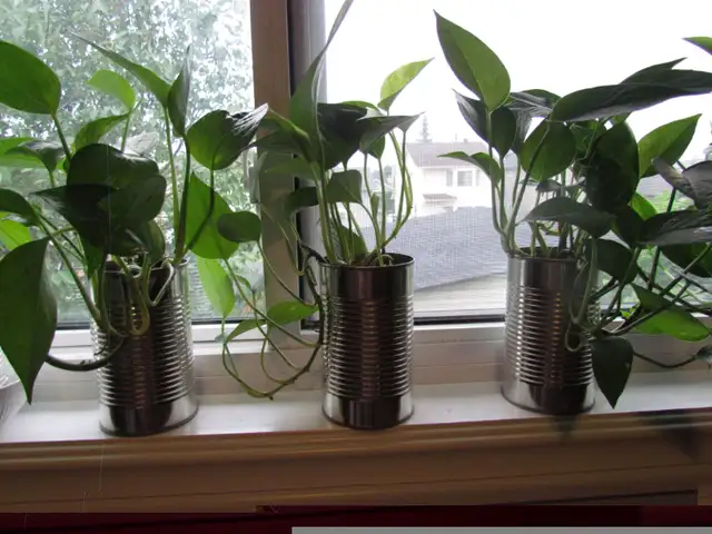 Beautiful Golden Pothos and Hawaiian Pothos flower mix in a 680m in Other in Calgary - Image 5