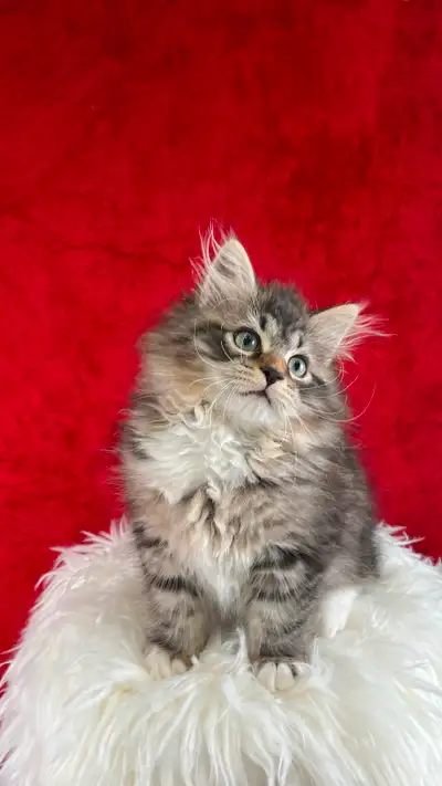 Hypoallergenic Siberian Tica / CCA register Kittens, View more