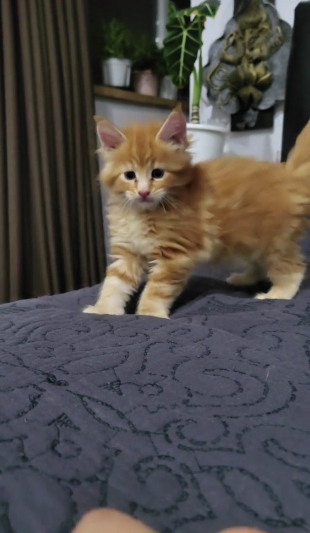 Maine Coon kittens Cats & Kittens for Rehoming City of Toronto Kijiji