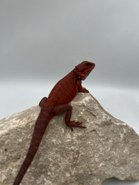 NEW BEARDED DRAGONS AVAILABLE!!