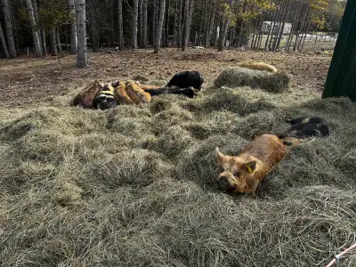 kunekune females, View more
