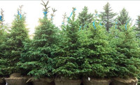 White Spruce Trees for Sale