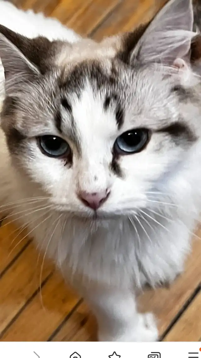 Chatte ragdoll in Cats & Kittens for Rehoming in Laurentides - Image 6