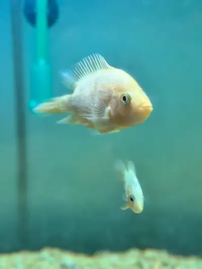 midas/reddevil cichlid fish, View more