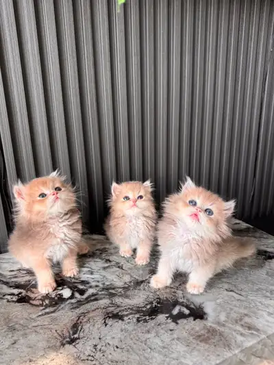 British Longhair Kittens , View more
