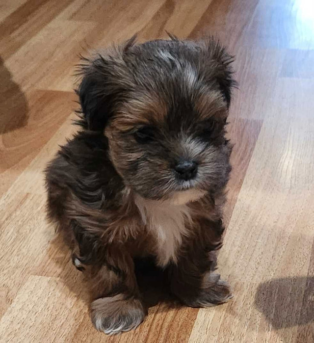 Shitzu Morkie  in Dogs & Puppies for Rehoming in Dartmouth