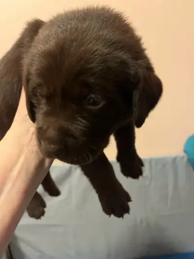 pure bred lab puppies, View more