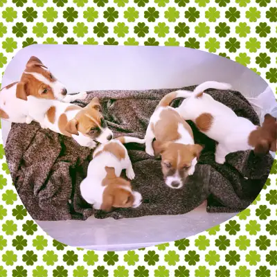 Stunning Purebred Jack Russell Terrier Puppies, View more
