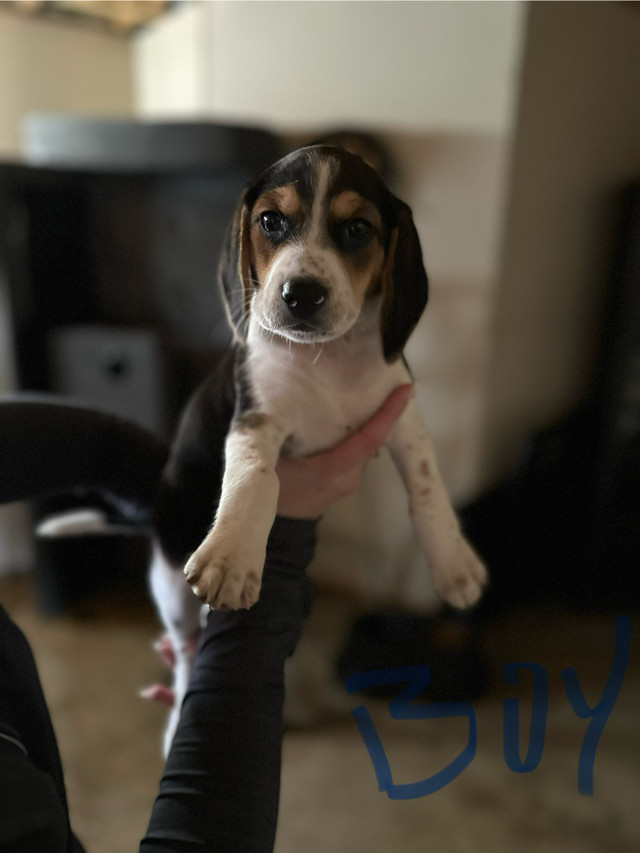  RARE chocolate/blue tick beagles 4 Left!! in Dogs & Puppies for Rehoming in City of Halifax - Image 3