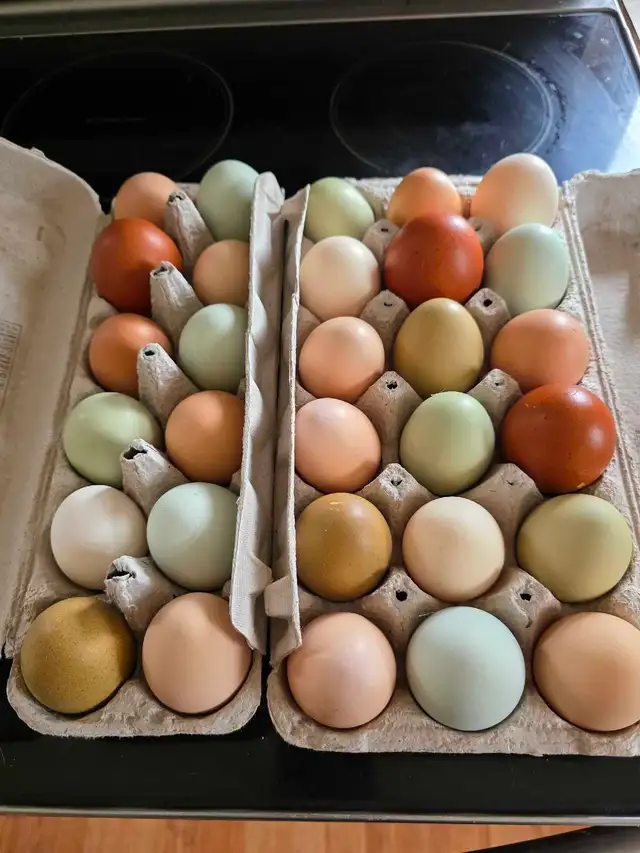 Mixed Chicks in Livestock in Owen Sound - Image 5