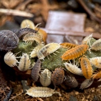 Porcellio Scaber “Lotto Mix” Isopods Victoria British Columbia Preview