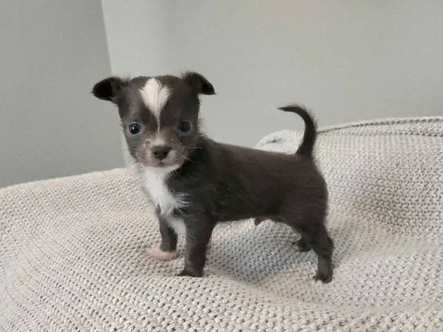 ❤️Applehead Chihuahua puppies- last one! ❤️ in Dogs & Puppies for Rehoming in Edmonton - Image 4