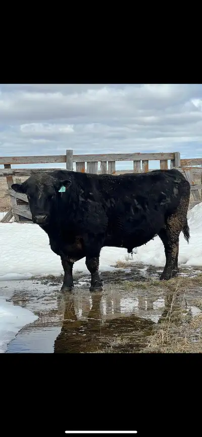 Purebred black angus bull Quite and comes for grain pail Kept to many of his daughters have nowhere...