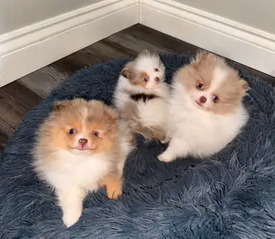 Tiny Pomeranians, View more