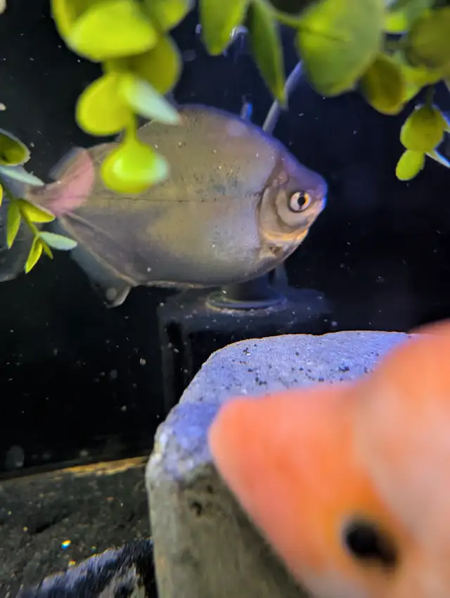 African chilclids in Fish for Rehoming in London - Image 8