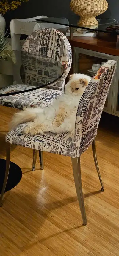 Persian Ragdoll Cat, View more