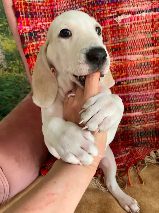 Rare opportunity. in Dogs & Puppies for Rehoming in City of Toronto - Image 4