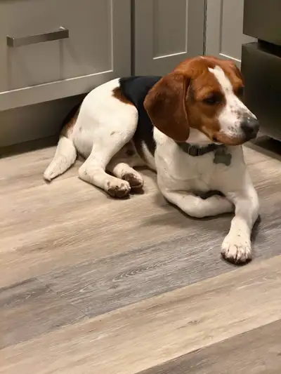 Beagle Puppy Looking for a Loving Forever Home, View more