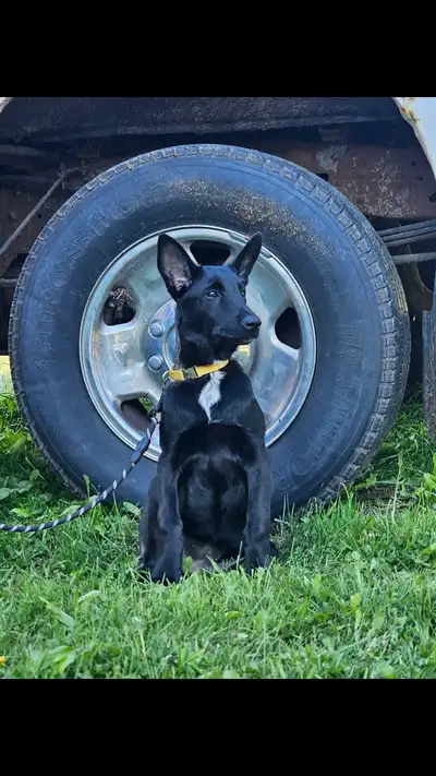 Malinois VKH Chiot Jet Black ou Charbonner, View more
