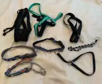 Medium Dog Collars, Leash & Harnesses Lot 