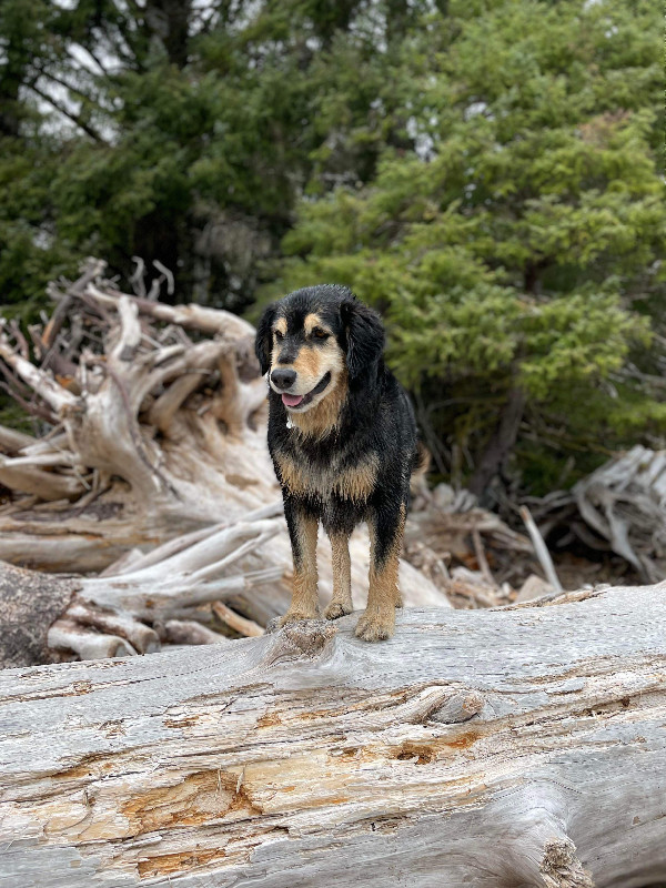 REWARD: Lost/Stolen Dog in Lost & Found in Edmonton - Image 2